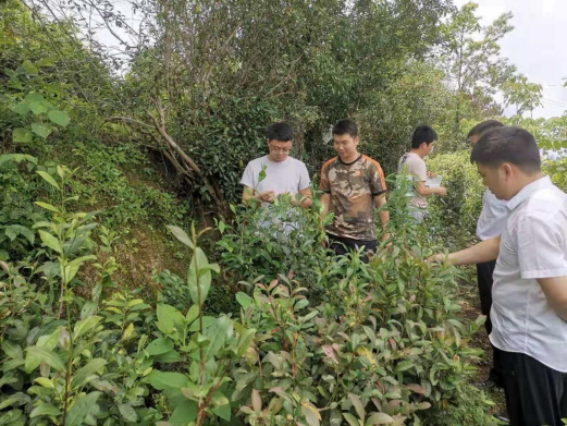 財農(nóng)公司與農(nóng)擔公司深入石阡縣五德鎮(zhèn)開展“我為群眾辦實事”實踐活動